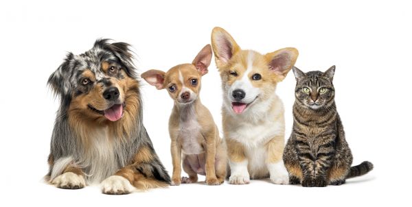 Boston Pets