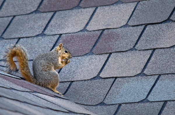 Boston Wildlife Removal