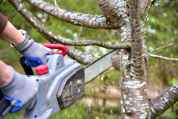 Boston Tree Trimming