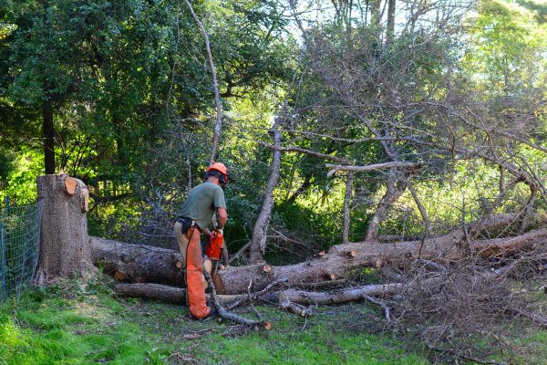 Boston Tree Removal